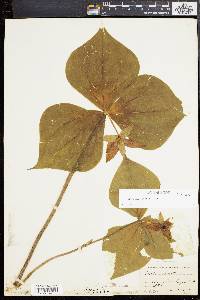 Trillium erectum image
