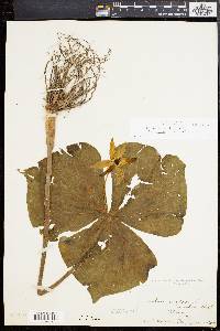 Trillium erectum image