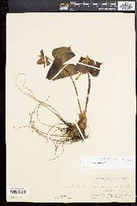 Trillium erectum image