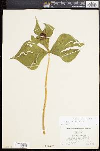 Trillium erectum image