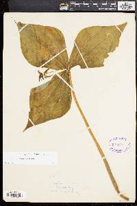 Trillium erectum image