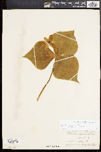 Trillium erectum image