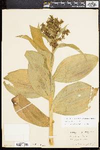 Veratrum viride image