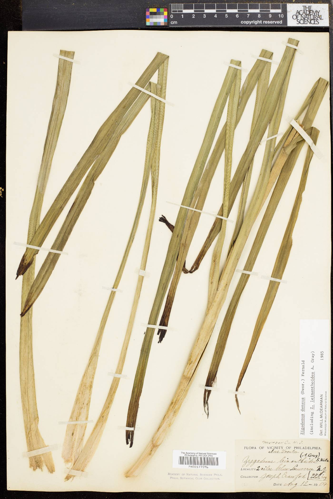 Zigadenus densus image