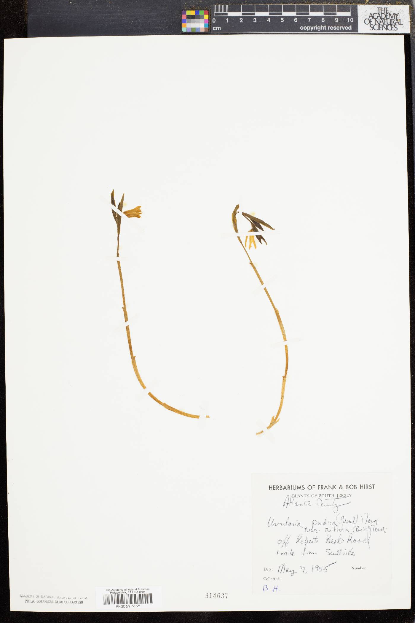 Uvularia nitida image