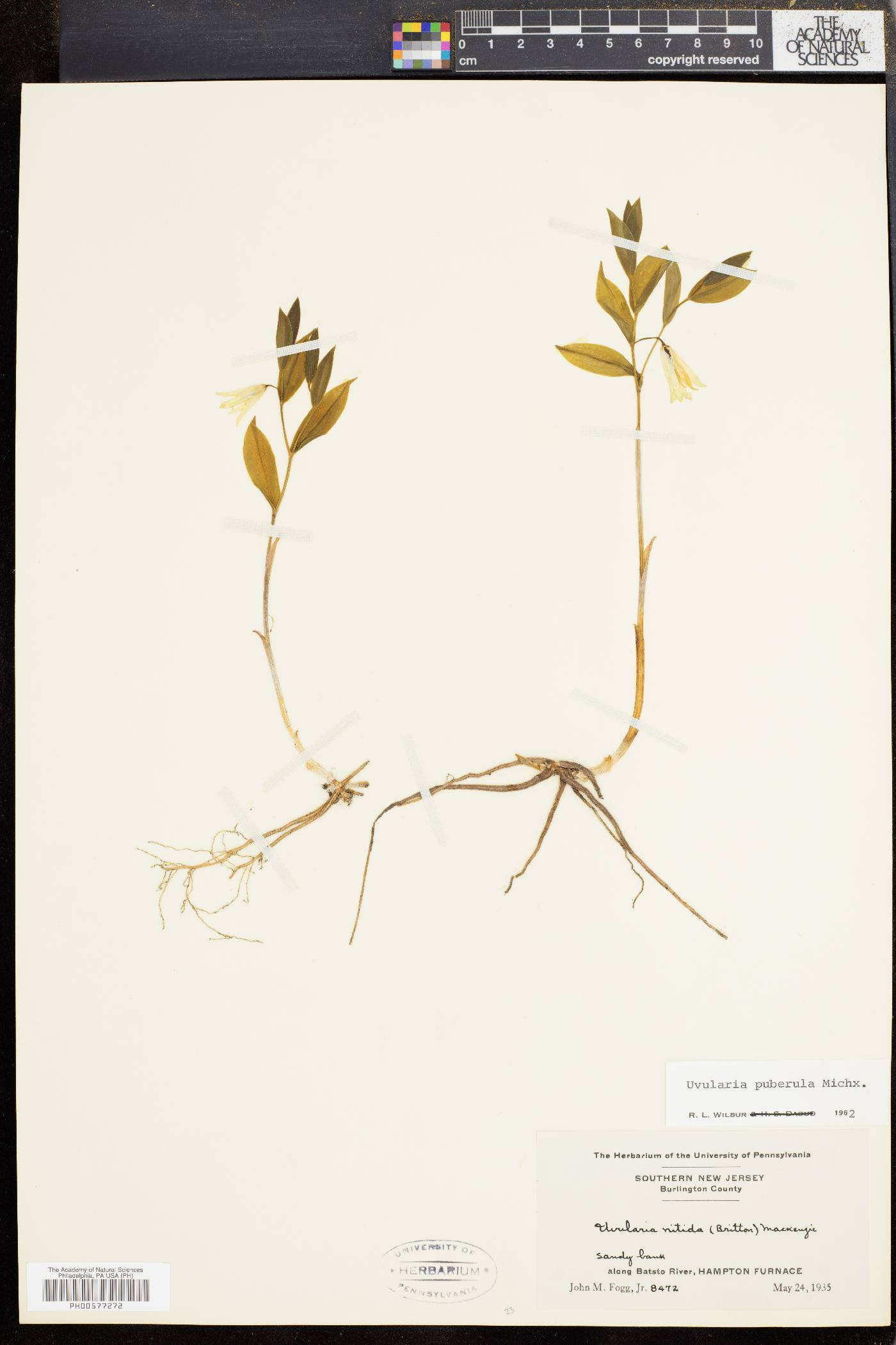 Uvularia nitida image