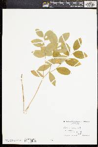 Uvularia sessilifolia image