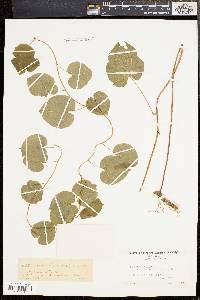 Dioscorea villosa var. glabrifolia image