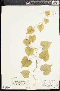 Dioscorea villosa var. glabrifolia image