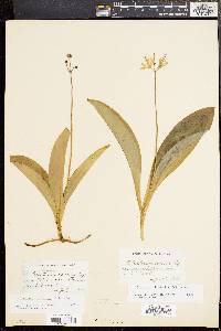 Clintonia borealis image