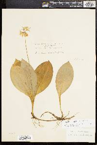 Clintonia borealis image