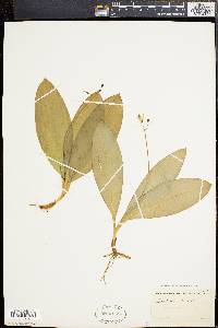 Clintonia borealis image