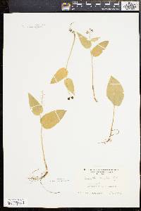 Maianthemum canadense image