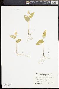 Maianthemum canadense image