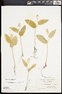 Maianthemum canadense image