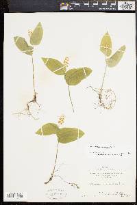 Maianthemum canadense image