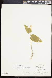 Maianthemum canadense image