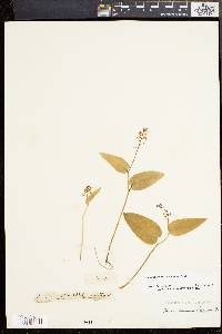 Maianthemum canadense image