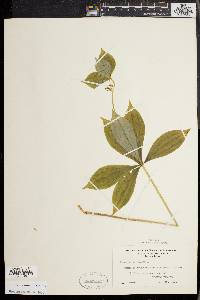 Medeola virginiana image