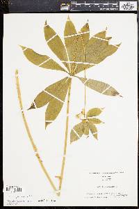 Medeola virginiana image