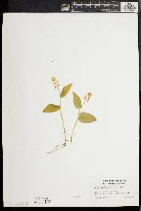 Maianthemum canadense image