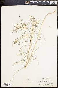 Asparagus officinalis image