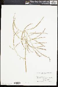 Asparagus officinalis image