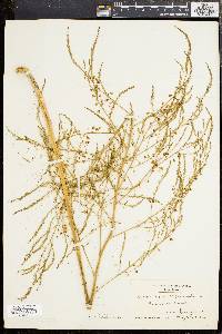 Asparagus officinalis image