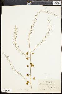 Asparagus officinalis image