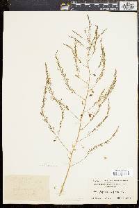 Asparagus officinalis image