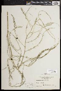 Asparagus officinalis image