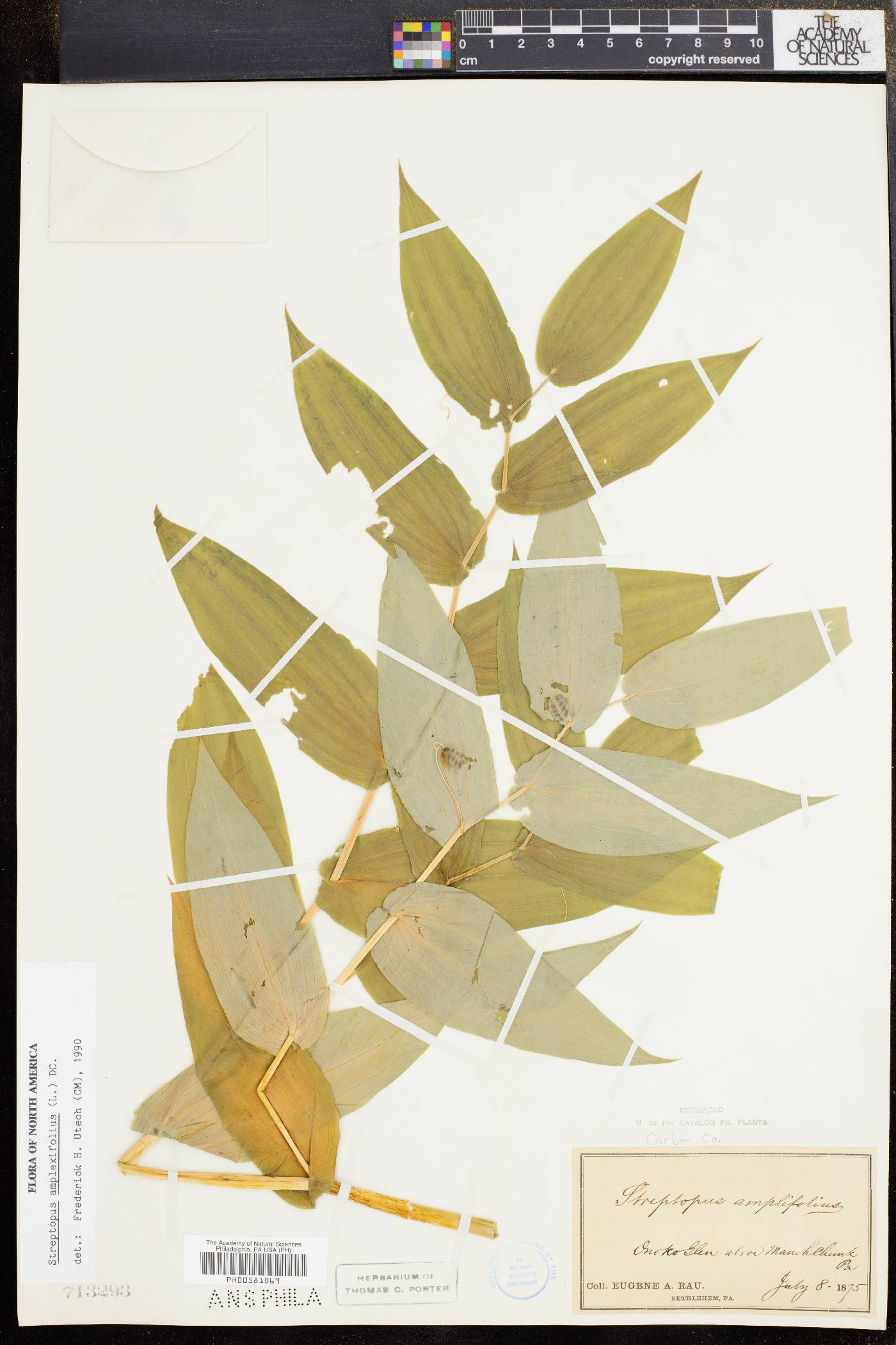 Streptopus amplexifolius image