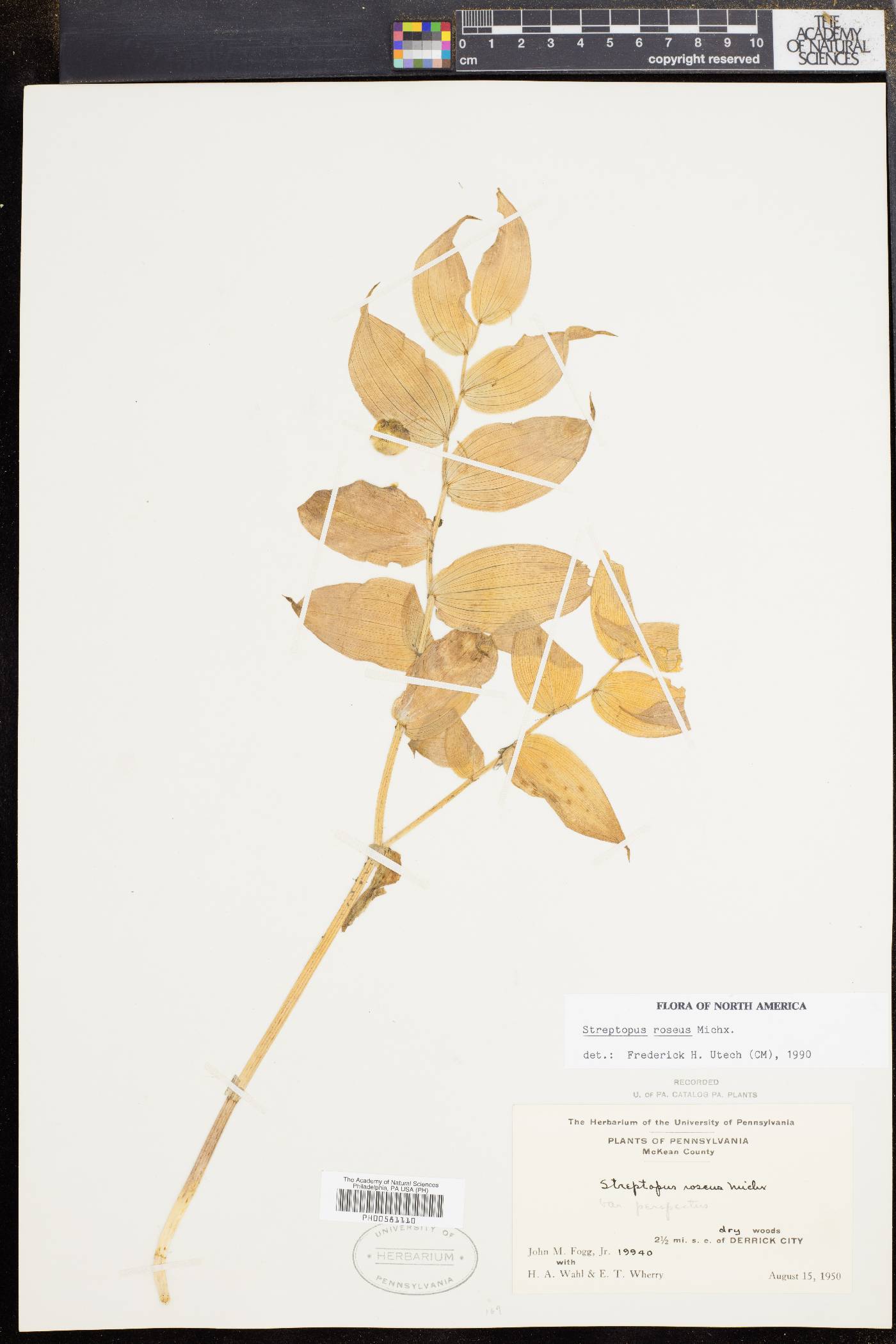 Streptopus roseus image