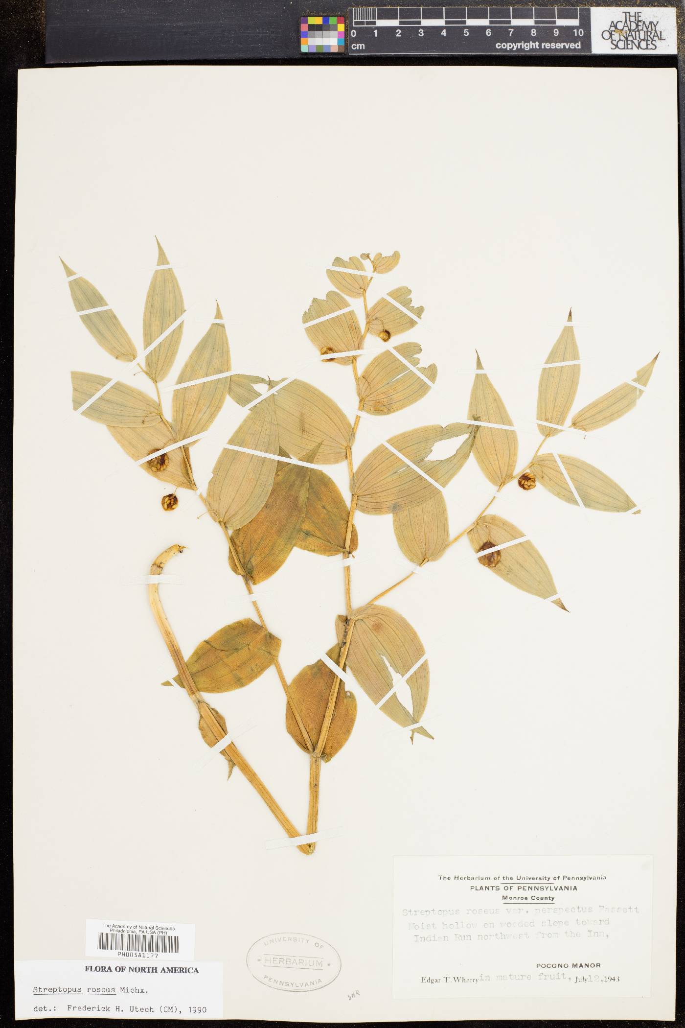 Streptopus roseus image