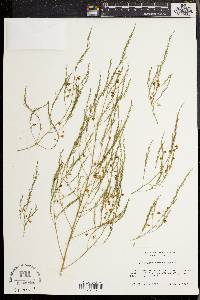 Asparagus officinalis image