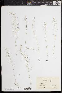 Asparagus officinalis image