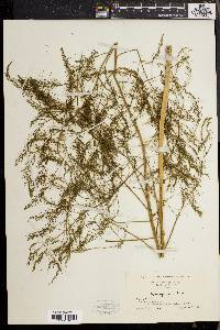 Asparagus officinalis image