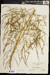 Asparagus officinalis image