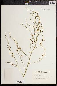 Asparagus officinalis image