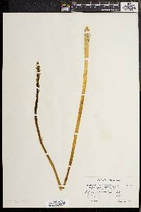 Asparagus officinalis image