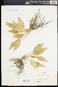 Hosta lancifolia image