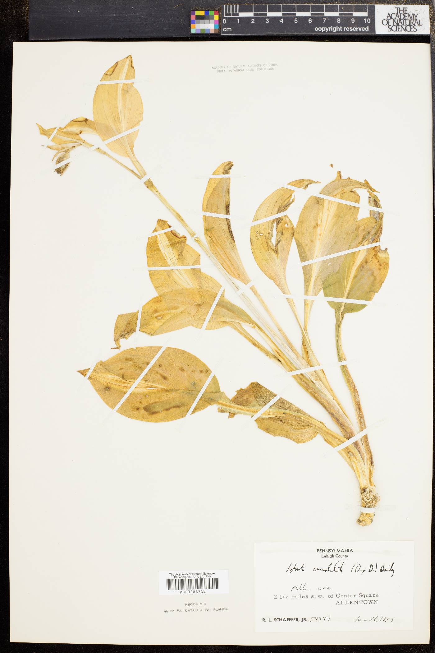 Hosta undulata image