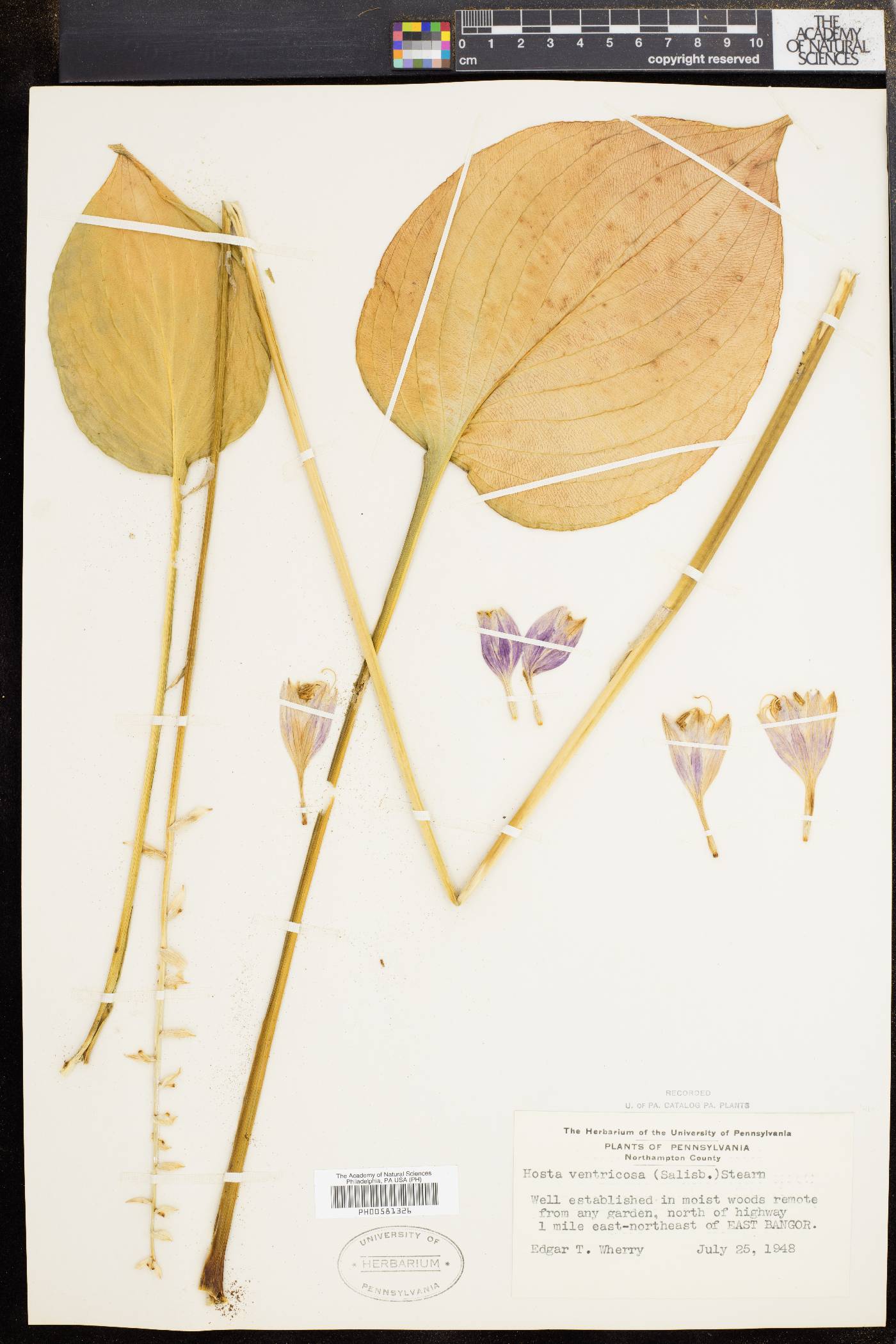 Hosta ventricosa image
