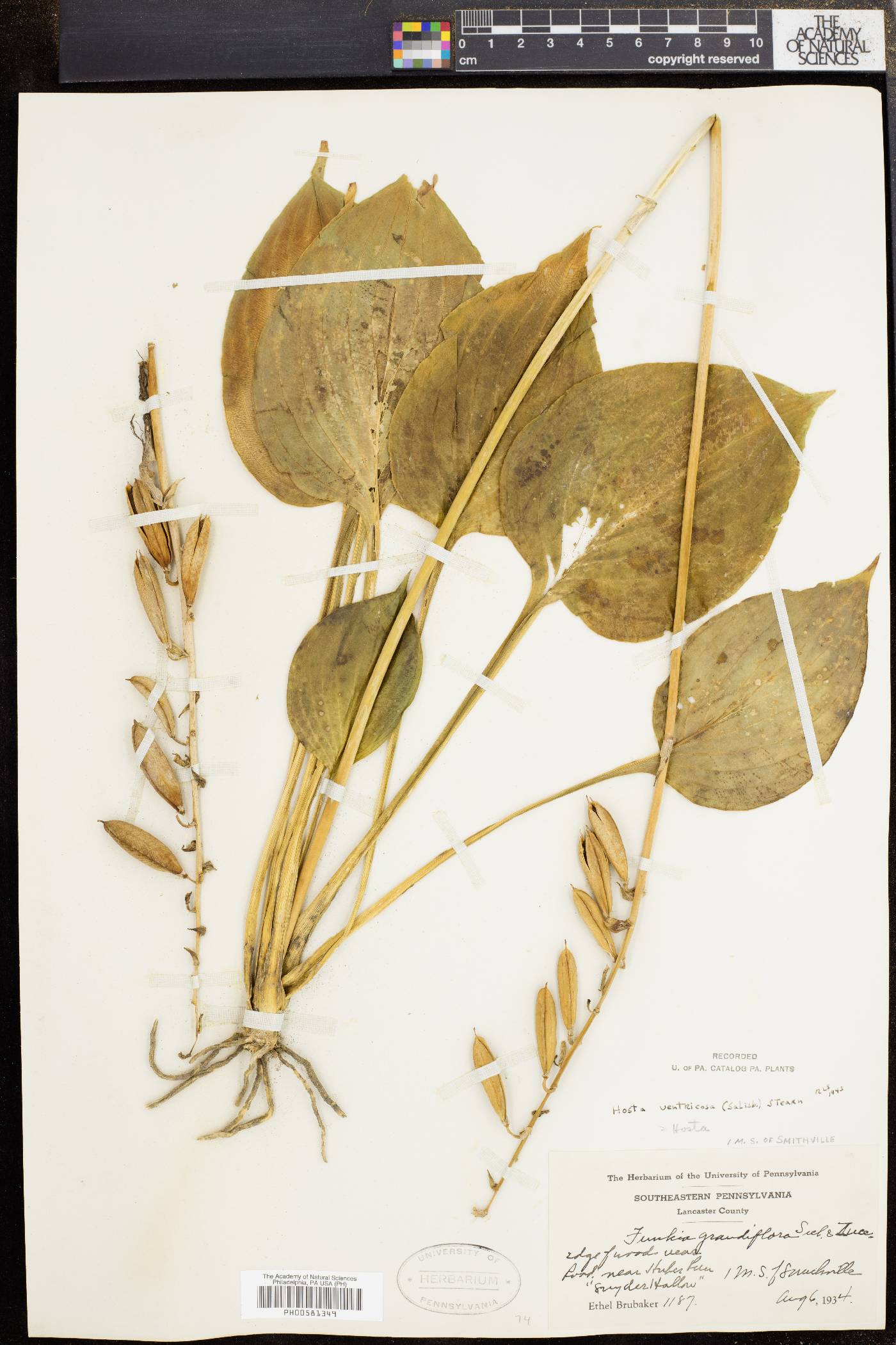Hosta ventricosa image