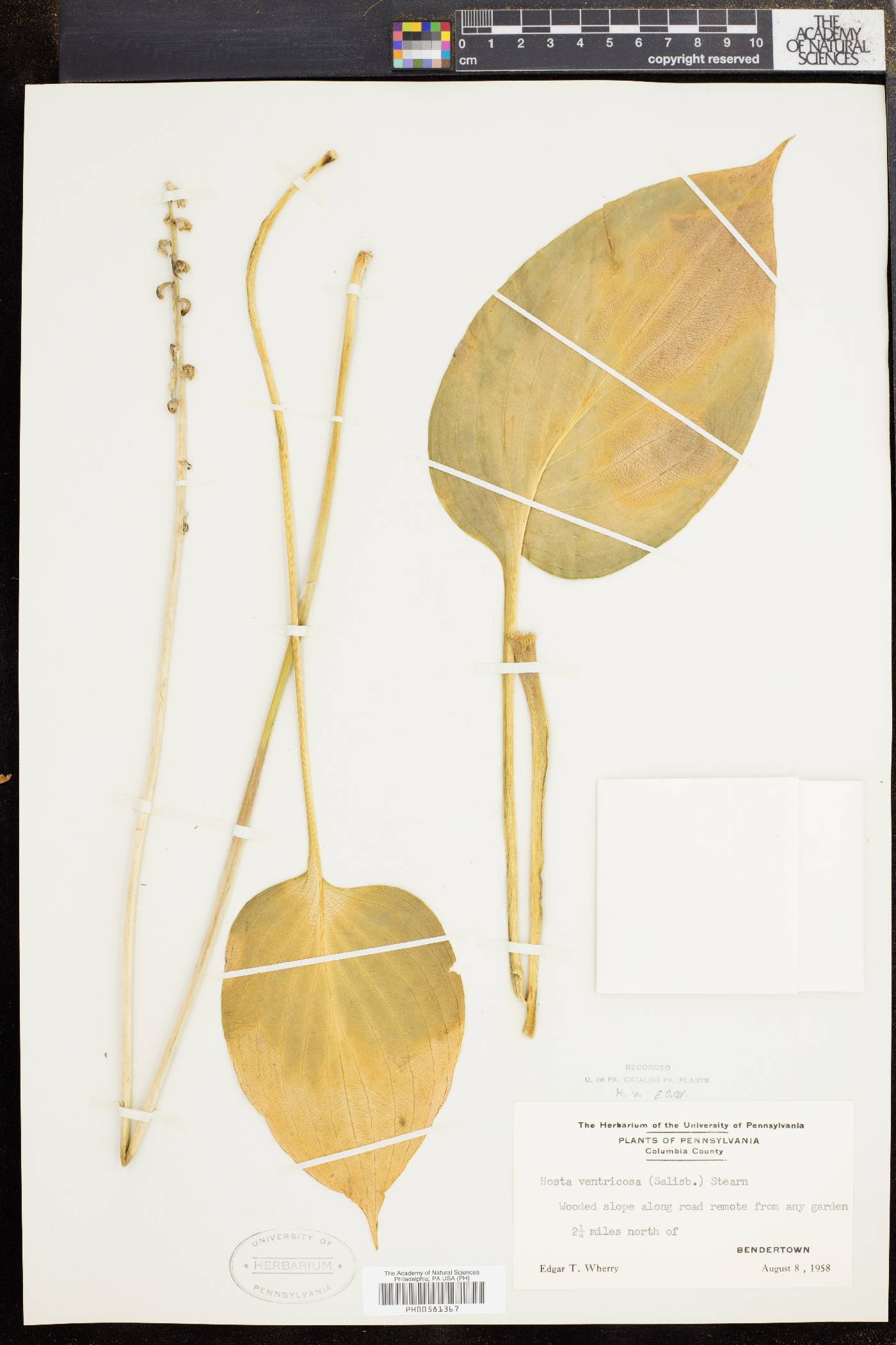Hosta ventricosa image