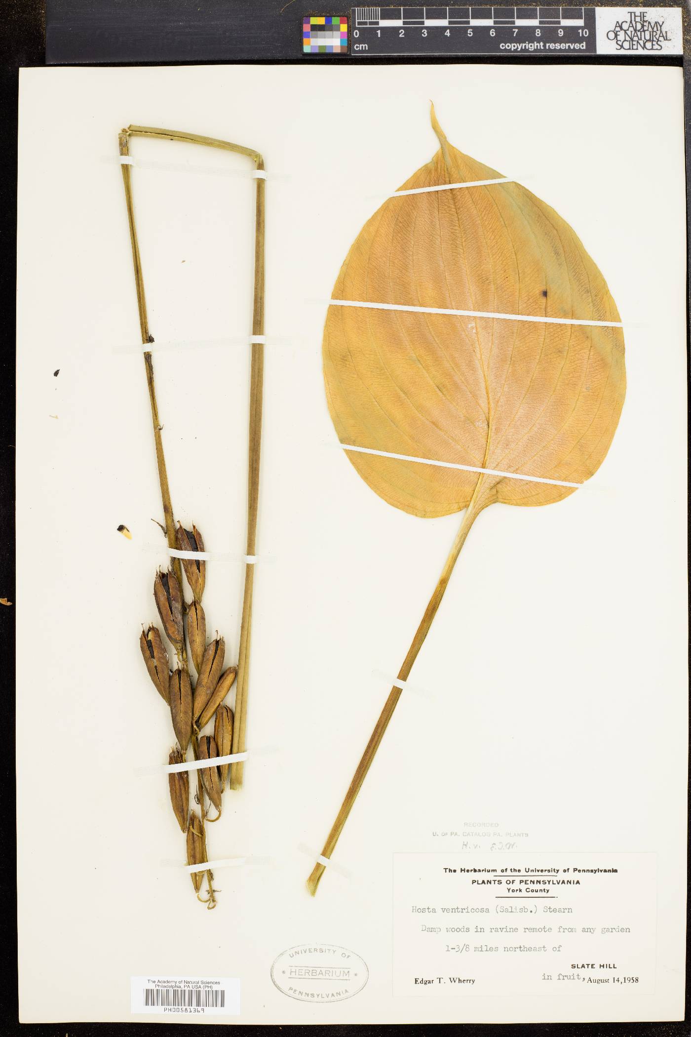 Hosta ventricosa image
