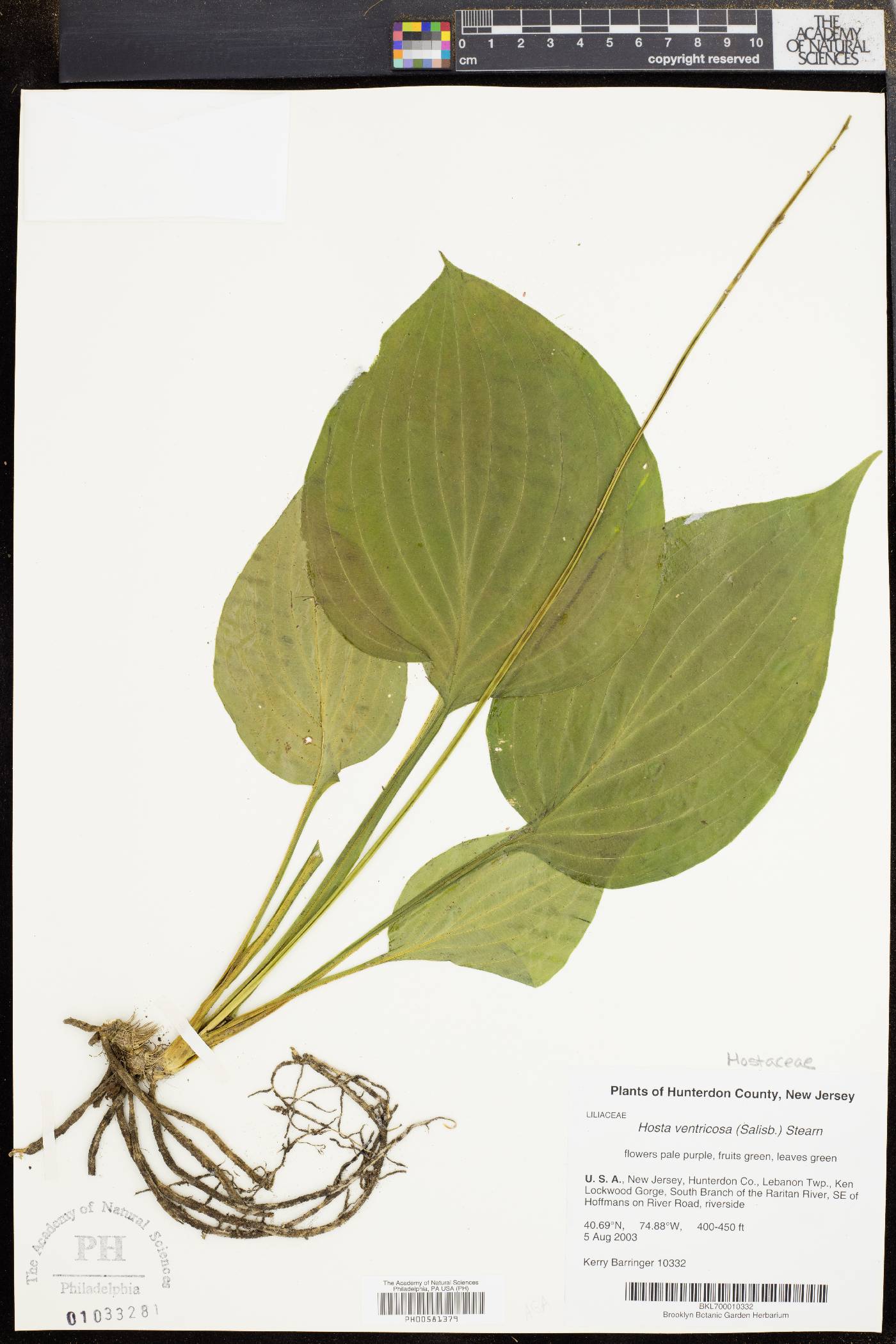 Hosta ventricosa image