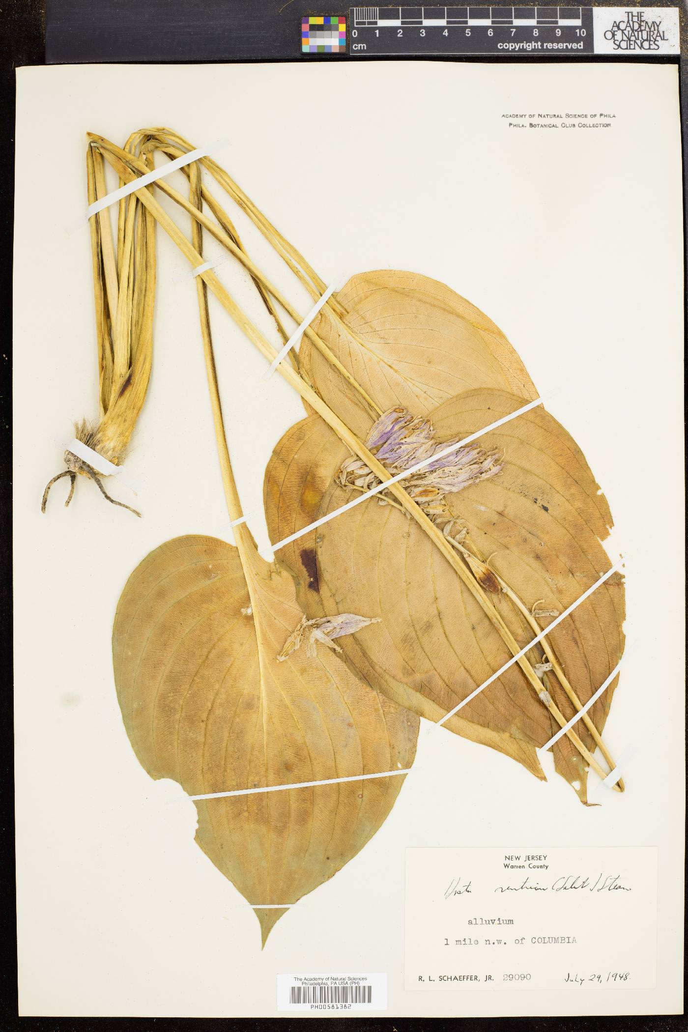 Hosta ventricosa image