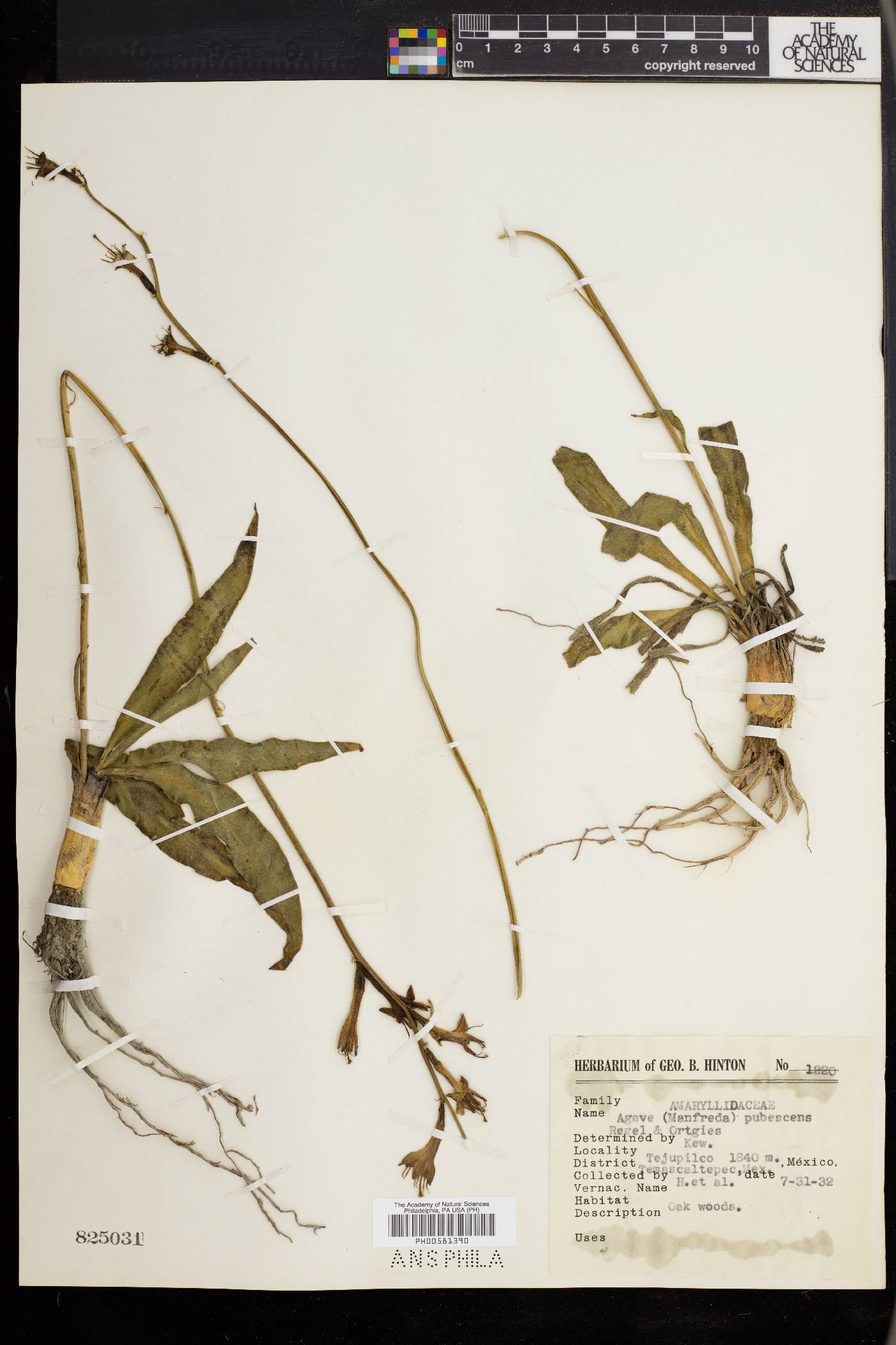 Agave pubescens image