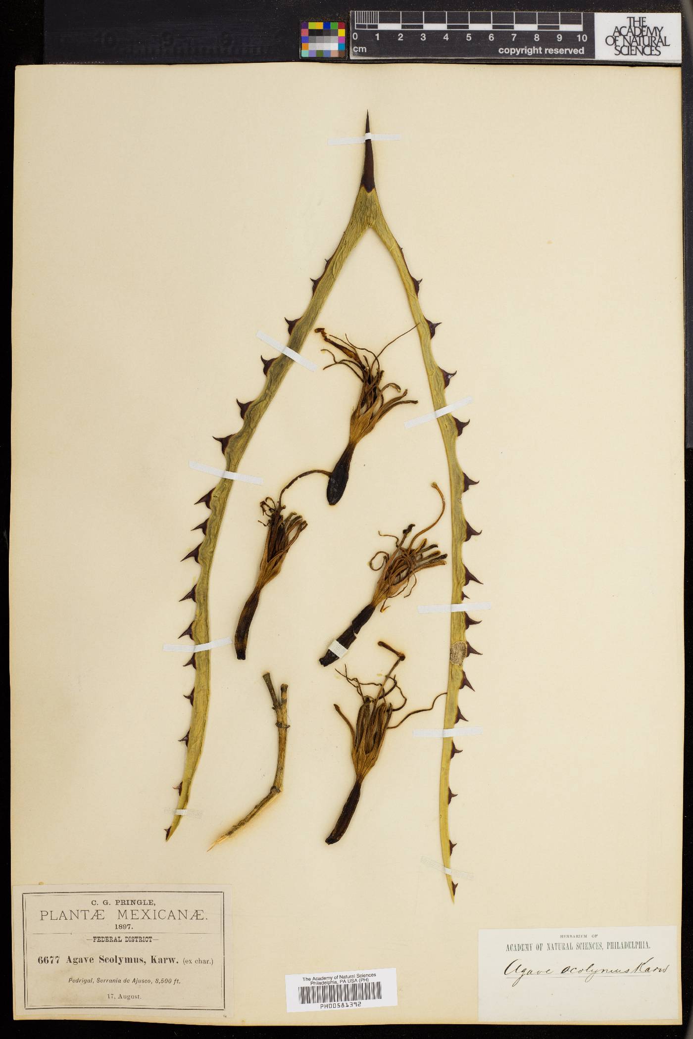 Agave scolymus image